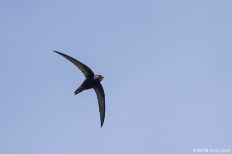 Swift in flight